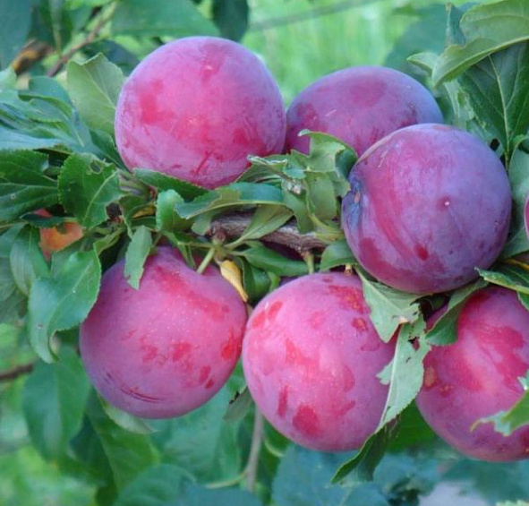 Алыча 'Обильная'